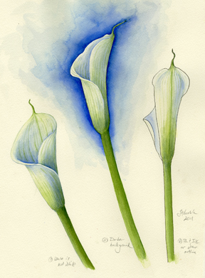 calla lily copyright Vorobik